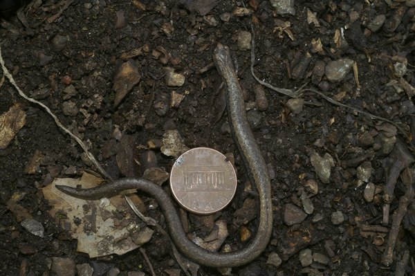 Quelles sont les étapes pour mener une étude comparative des littératures française et russe du XIXe siècle ?